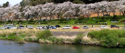 🌸 가노가와 벚꽃 공원 (가노가와 사쿠라 코엔) 이미지 2